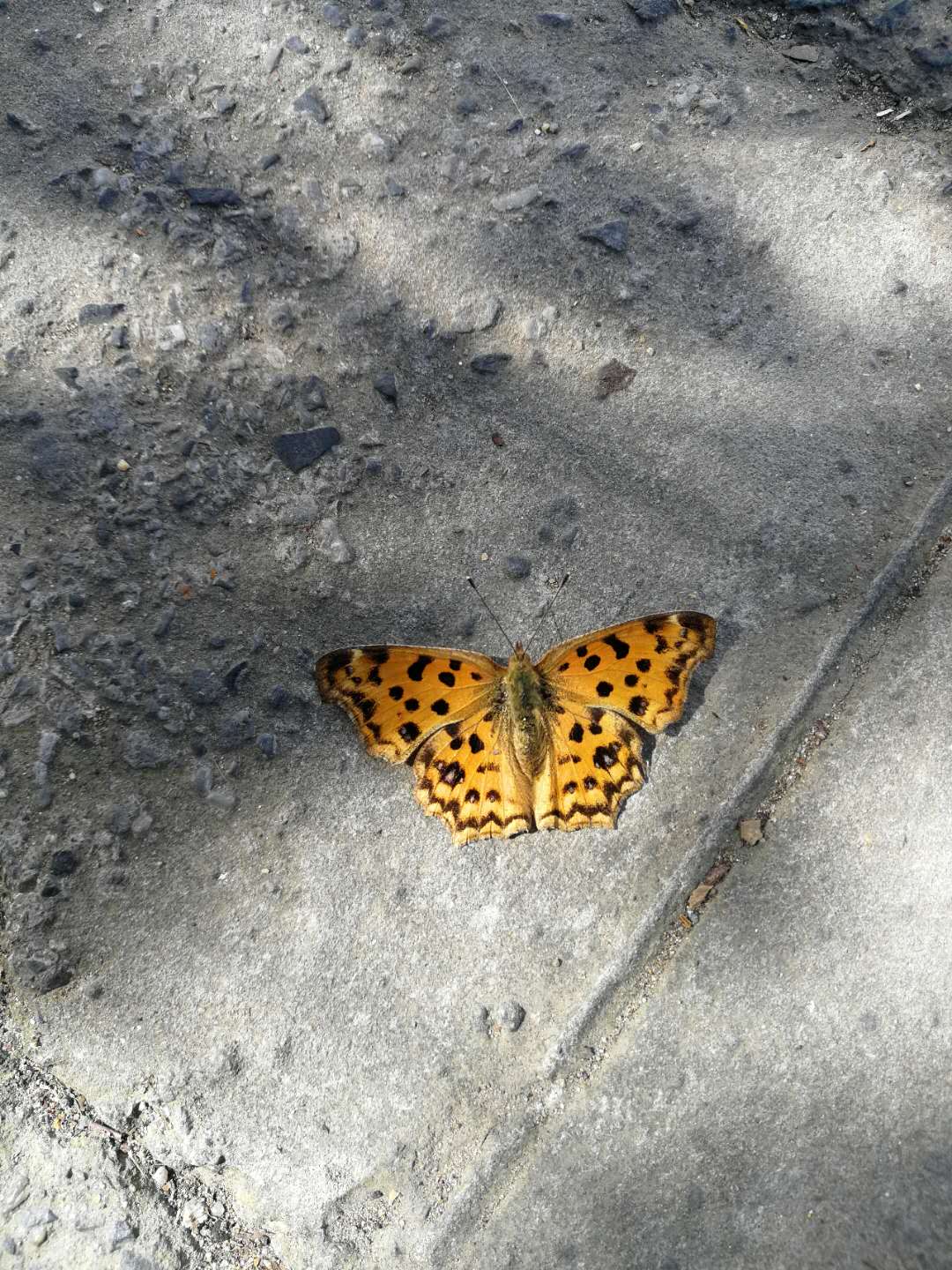 hjc黄金城地毯 