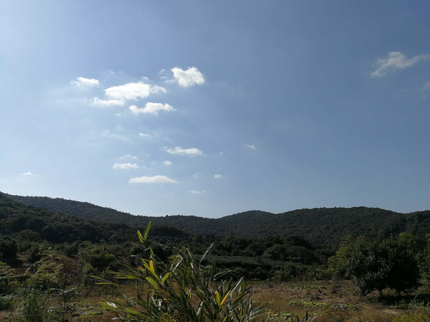 hjc黄金城地毯