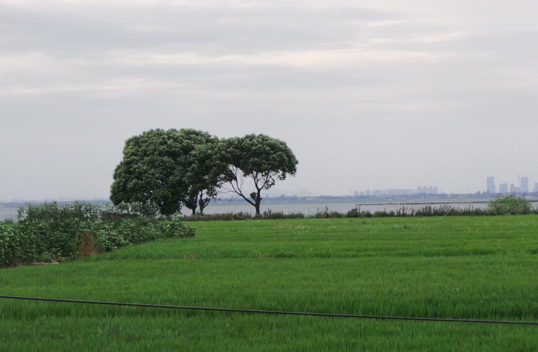 hjc黄金城地毯莲花岛稻田